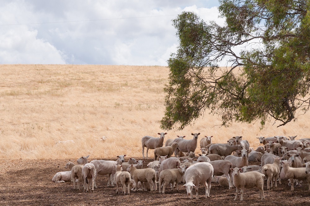 Australian Lamb From Rising Star to Star Performer